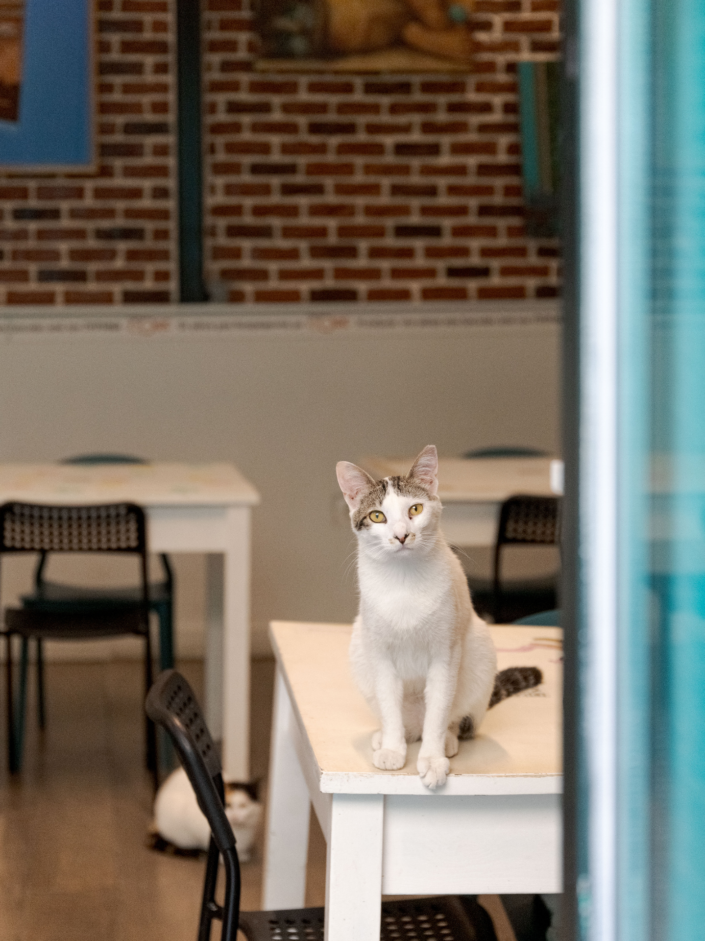 Εσωτερικό του cat café