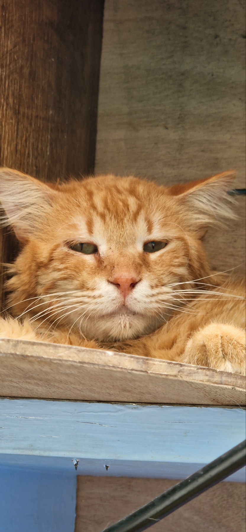 Leo