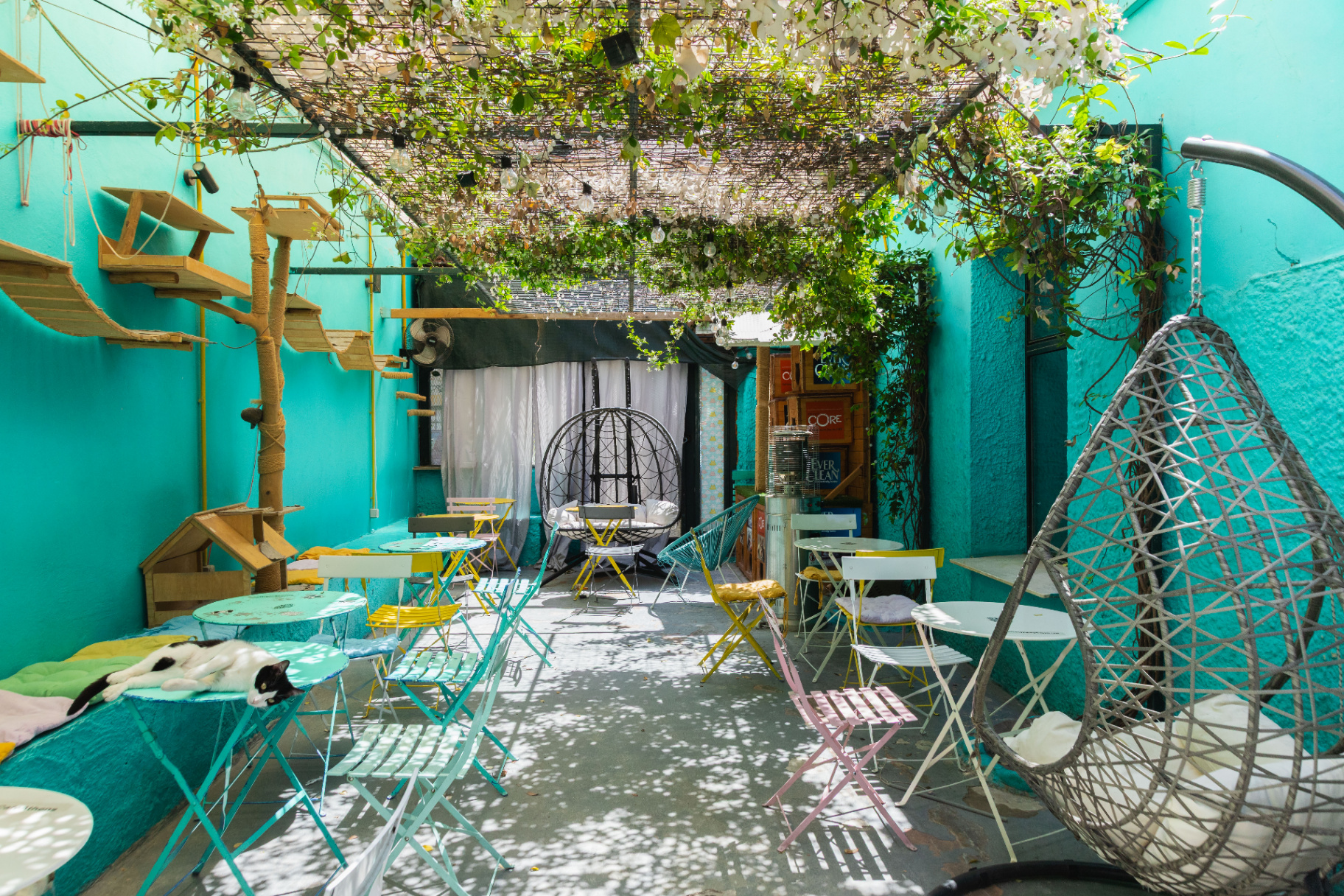 Η τιρκουάζ αυλή του Cat Café Athens