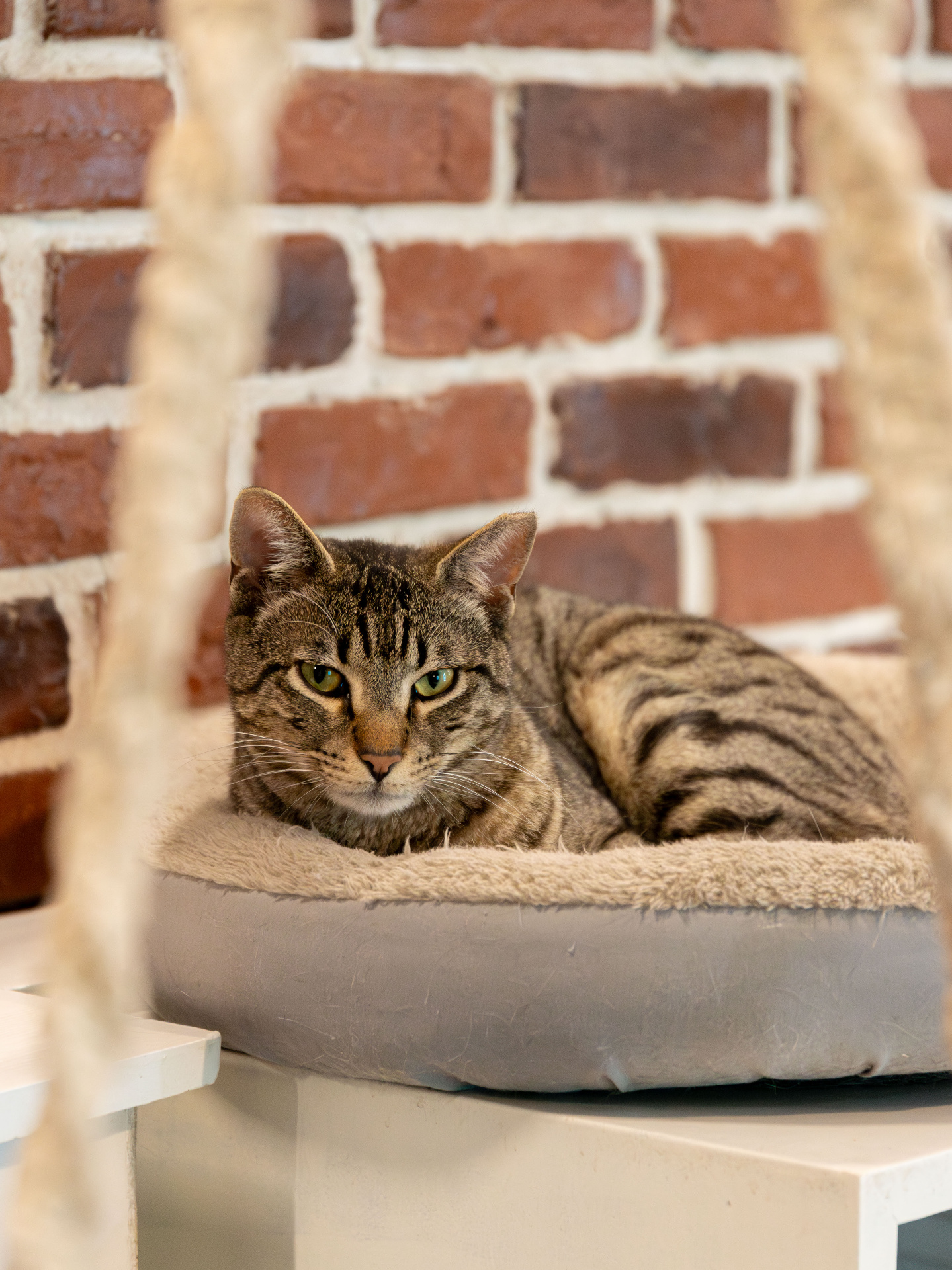 Tabby γατούλα ξεκουράζεται σε μαξιλάρι