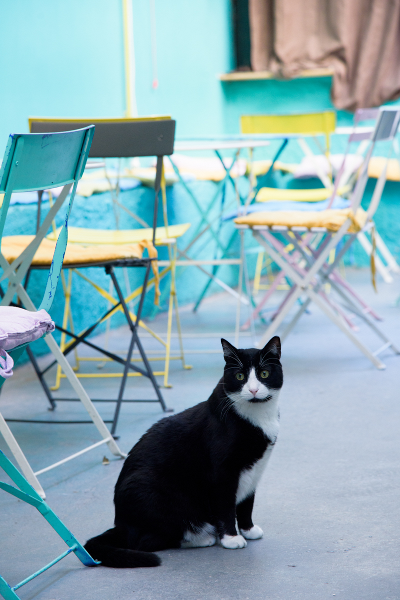 Γάτα ξαπλωμένη σε τραπέζι του cat café